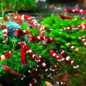 TAIWAN BEE PANDA RUBY RED - 1.0 CM